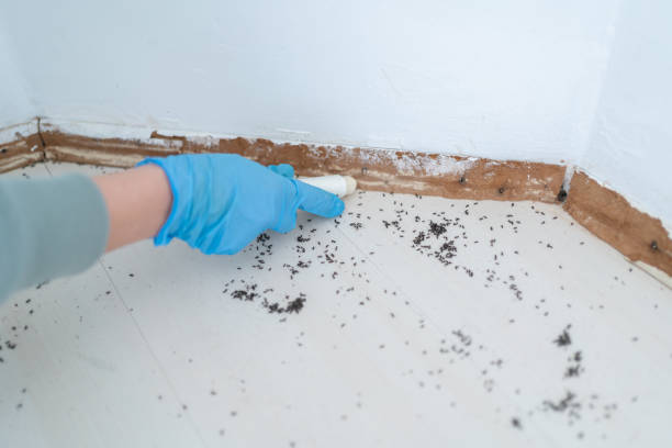 Best Flea Control Services  in Sacaton, AZ